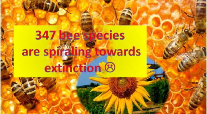 Bee Species are spiraling towards extinction