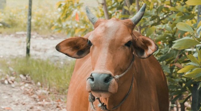 Where the chocolate milk comes from?