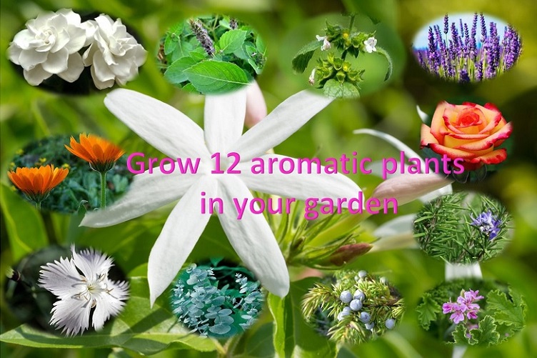 12 aromatic plants that should be part of our home garden
