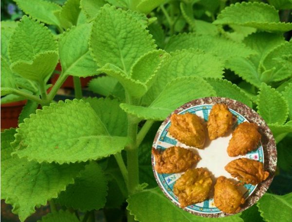 Ajwain leaf bajji