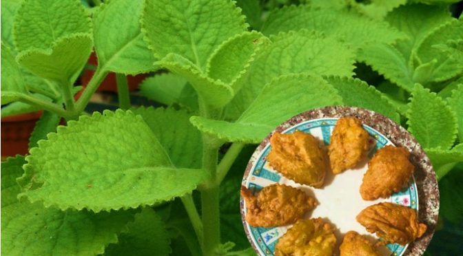 Ajwain leaf bajji