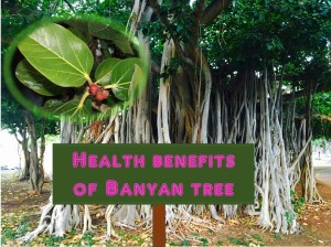 Health benefits of banyan tree