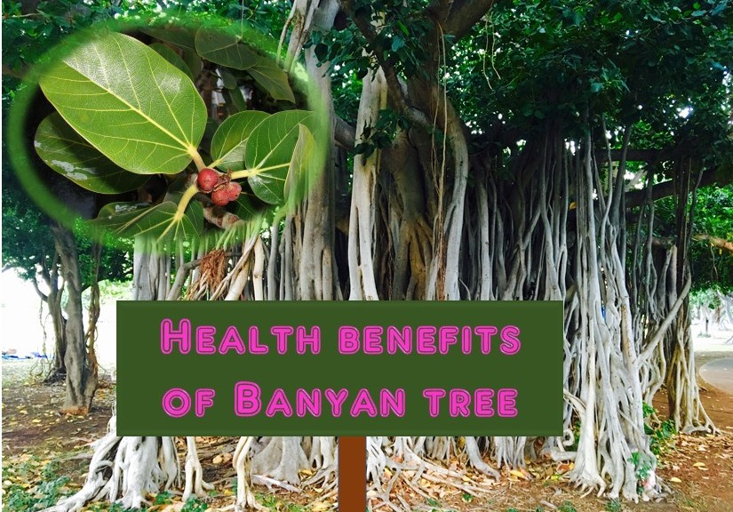 Health benefits of Banyan tree | HealthyLife | WeRIndia