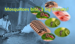 Mosquitoes bite, three big threats!