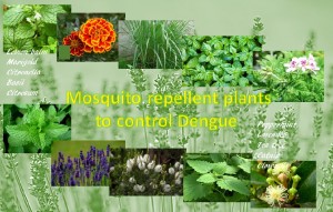 Grow these plants to control mosquitoes