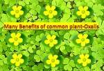 Many benefits of common plant - Oxalis