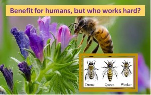 Who works hard? Bees!