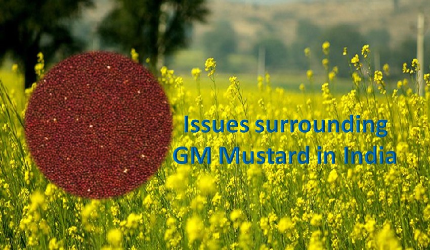 Issues surrounding GM Mustard commercialization in India
