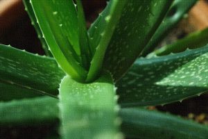 How To Use Aloe Vera Leaf Gel?