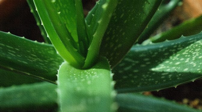 How To Use Aloe Vera Leaf Gel?