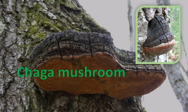 Chaga Mushroom