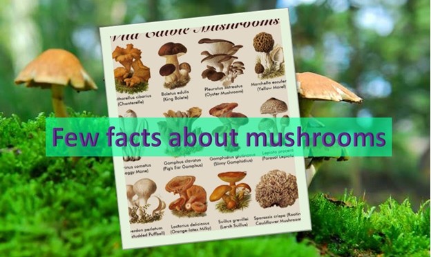 Few facts about mushroom