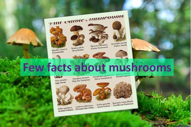 Few facts about mushroom