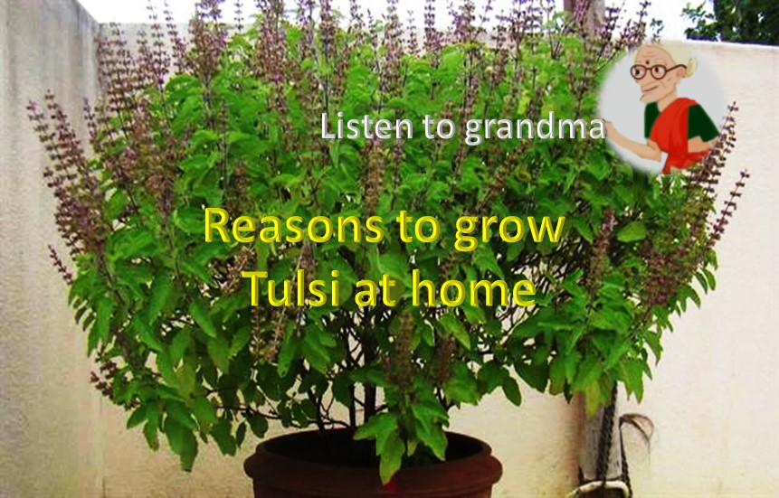 Reasons to grow Tulsi plant at home HealthyLife WeRIndia