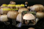Himematsutake Mushroom