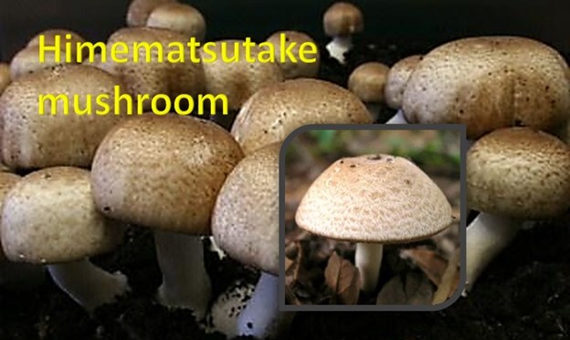 Himematsutake Mushroom