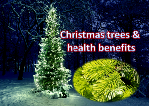 A Real Christmas Tree and Health Benefit
