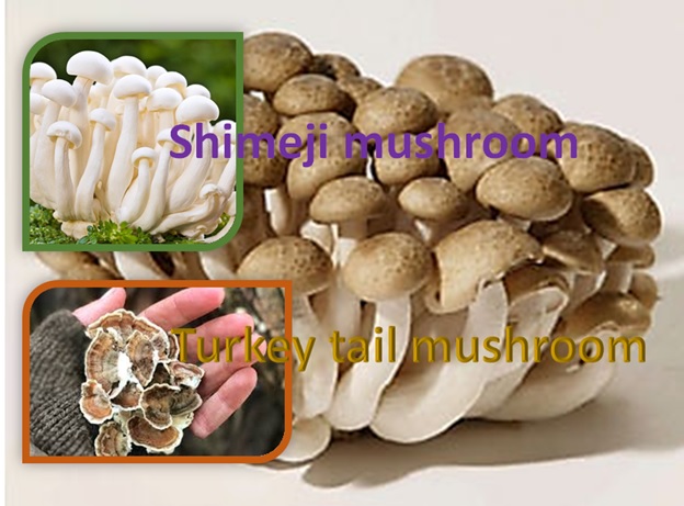 Shimeji and Turkey Tail Mushroom