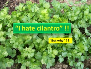 Why people hate cilantro?