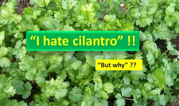Why people hate cilantro?