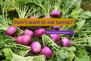 Why you don't want to eat turnip?