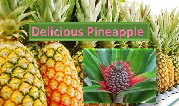 Delicious Pineapple - The most loved fruit