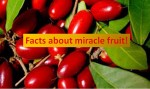 Miracle fruits makes everything sweet
