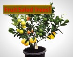 Fruit Salad Tree