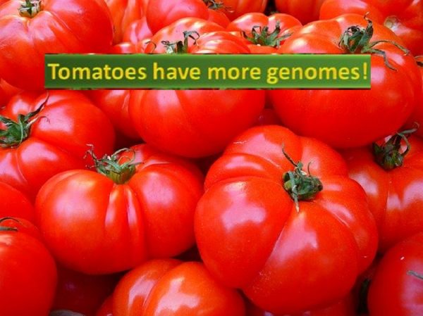 Tomato has more genome than humans