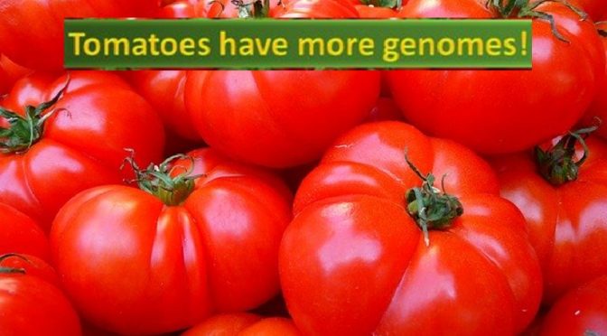 Tomato has more genome than humans