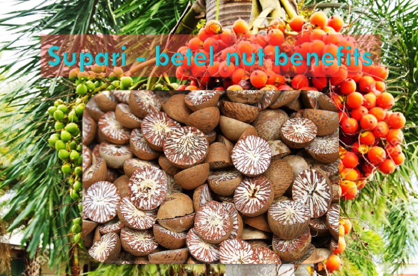 Betel nut Supari chewing benefits
