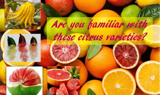 Are you familiar with these citrus varieties?