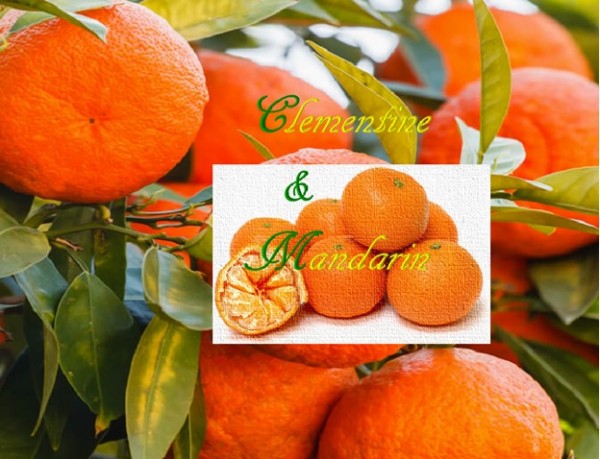 Clementine and Mandarin