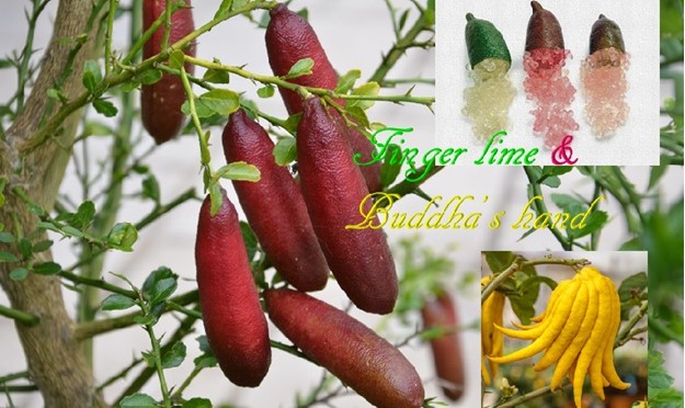 Finger Lime and Buddha's Hand