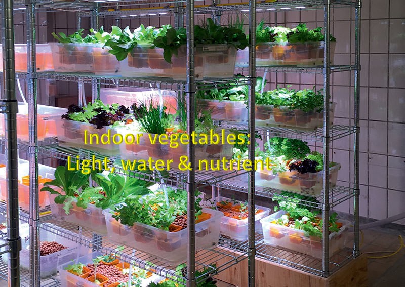 indoorgarden-healthylife-werindia