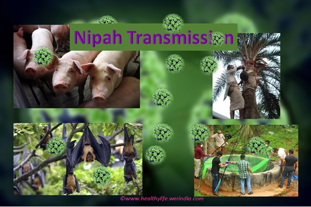 Nipah Transmission