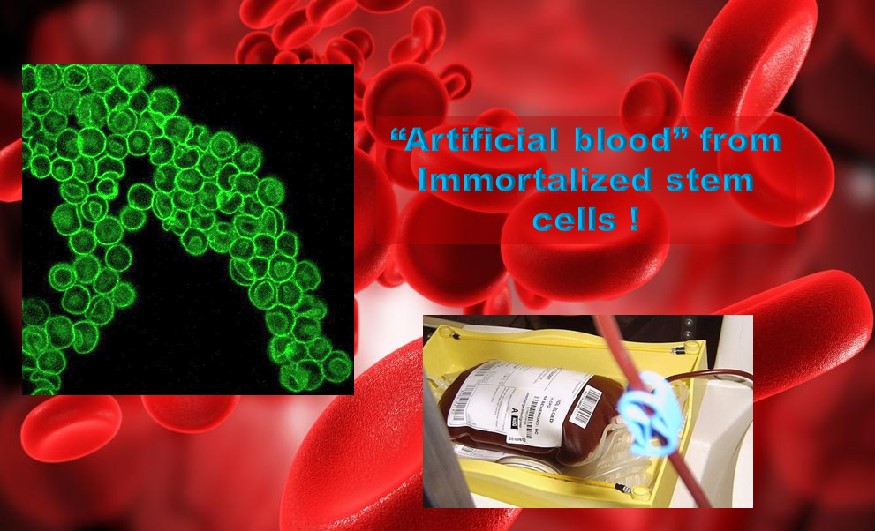 Unlimited Artificial blood from Immortalized stem cells