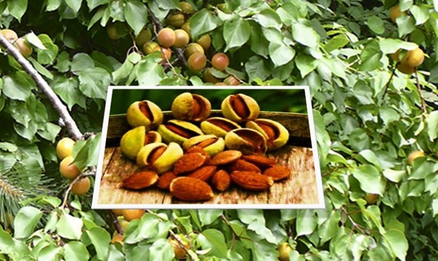 Poison in Almonds