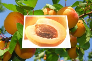 Poison in Apricot