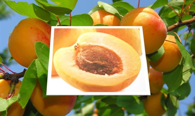 Poison in Apricot