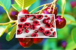 Poison in Cherries