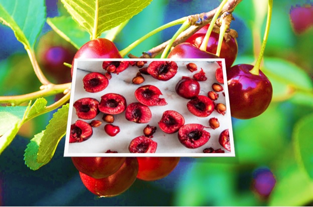 Poison in Cherries