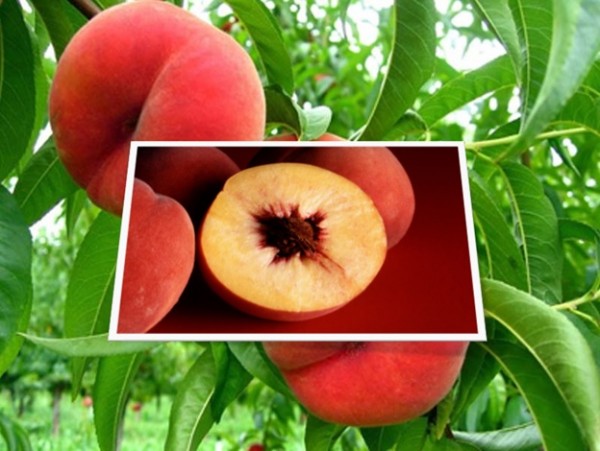 Poison in Peaches