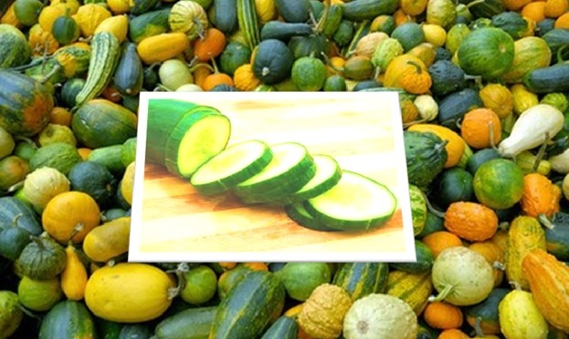 Toxic squash syndrome of cucurbits