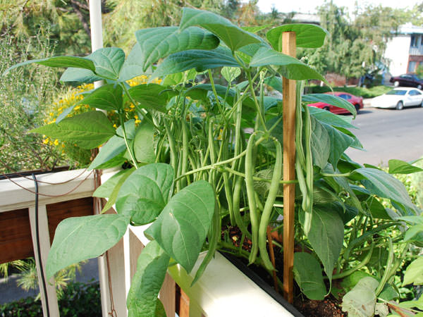 growing-beans-on-balcony