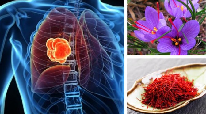 Saffron is anticancer herb