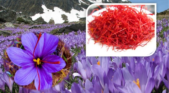 Saffron health benefits