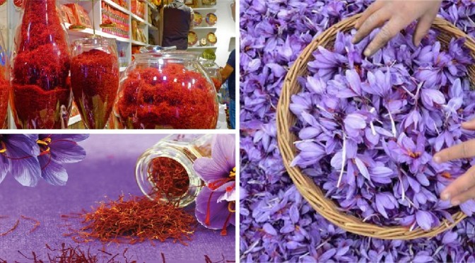 Saffron is friendly herb