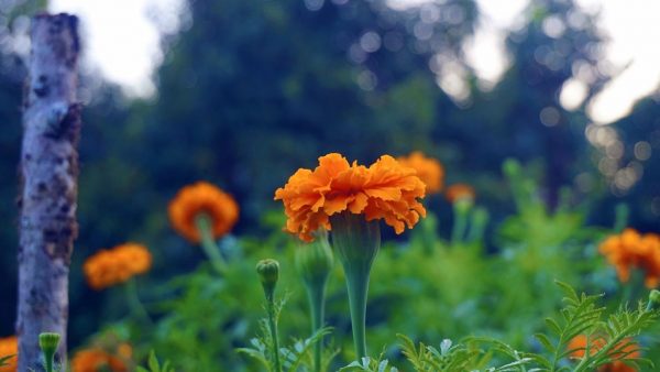 Marigold medicinal benefits