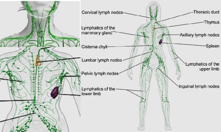 What Lymphatic congestion can do to our health | HealthyLife